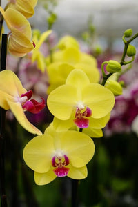 Red Yellow Phalaenopsis Flower Seeds for Planting Low Maintenance Heirloom & GMO Free Seeds for Home Garden
 
 Sale
