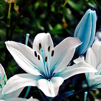 Blue Heart Lily Seeds for Planting – Heirloom Non-GMO Ornamental Flower Seeds for Home Gardens, Borders & Container Growing