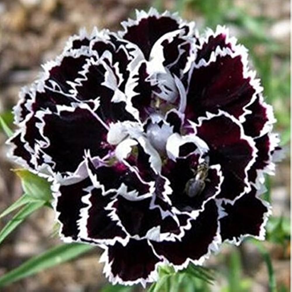 Carnations Black Flower seeds for Planting - Drought Tolerant, Heirloom & GMO Free Seeds for Home Garden