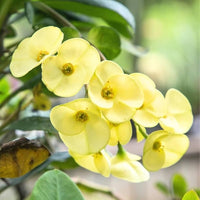 Green Euphorbia Milii Flower seeds for Planting - Cut Flower Favorite, Heirloom & GMO Free Seeds for Home Garden