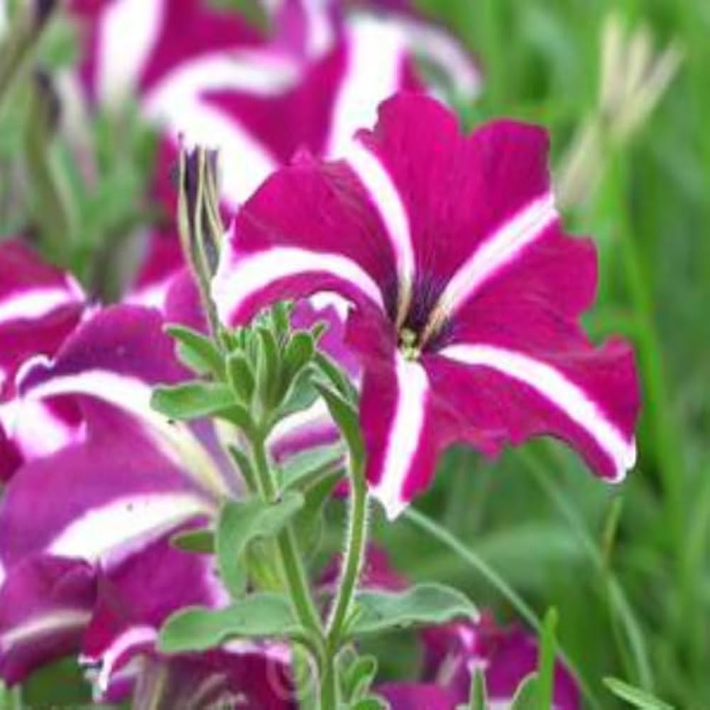 Violet White Petunia Petals Planting Seeds: Delightful Floral Addition for Your Landscape