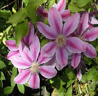 Pink Clematis Hybrid Flower seeds for Planting - Bright Blooms, Heirloom & GMO Free Seeds for Home Garden