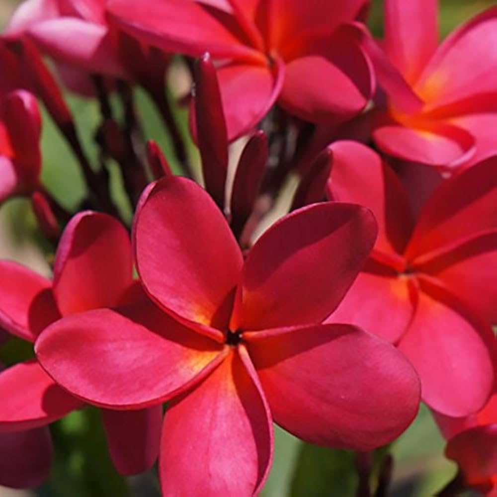 Pink Egg Flower Seeds Flower seeds for Planting Garden Favorite Heirloom & GMO Free Seeds for Home Garden
