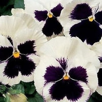White & Black Pansy Flower seeds for Planting - Perfect for Borders, Heirloom & GMO Free Seeds for Home Garden
 
 Sale for planting in home garden.