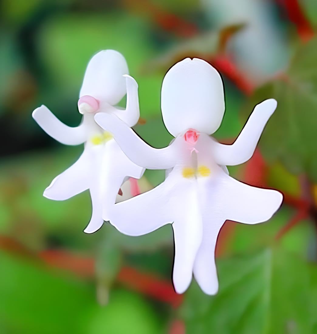 Baby Face Orchid Flower seeds for Planting - Perfect for Borders, Heirloom & GMO Free Seeds for Home Garden
 
 Sale seeds for home garden