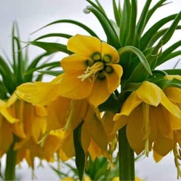 Yellow Imperial Wang Fritillaria Flower Seeds for Planting Cut Flower Favorite Heirloom & GMO Free Seeds for Home Garden
 
 Sale