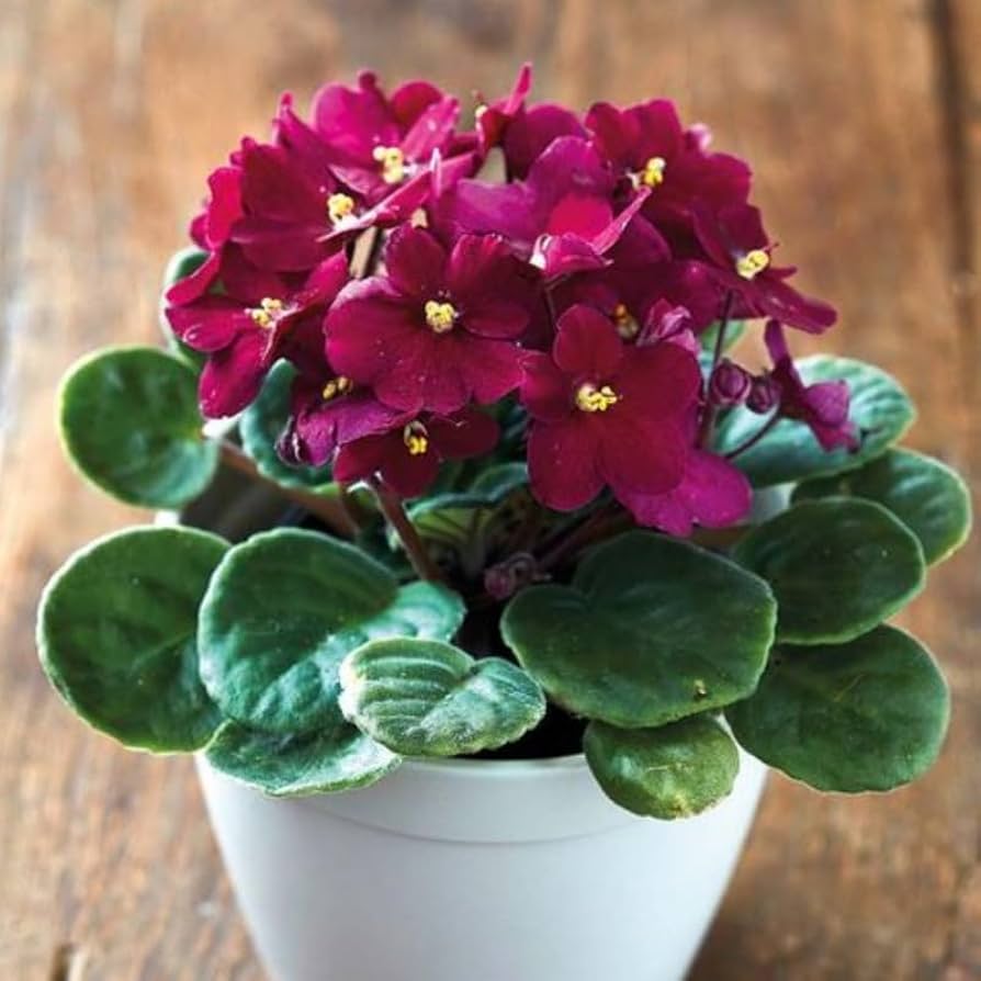 Red Saintpaulia Flower seeds for Planting Shade Tolerant Heirloom & GMO Free Seeds for Home Garden 
 
 Sale
