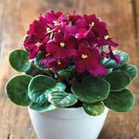 Red Saintpaulia Flower seeds for Planting Shade Tolerant Heirloom & GMO Free Seeds for Home Garden 
 
 Sale