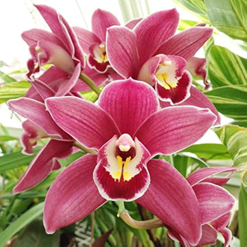 Red Cymbidium Orchid Flower seeds for Planting - Drought Tolerant, Heirloom & GMO Free Seeds for Home Garden