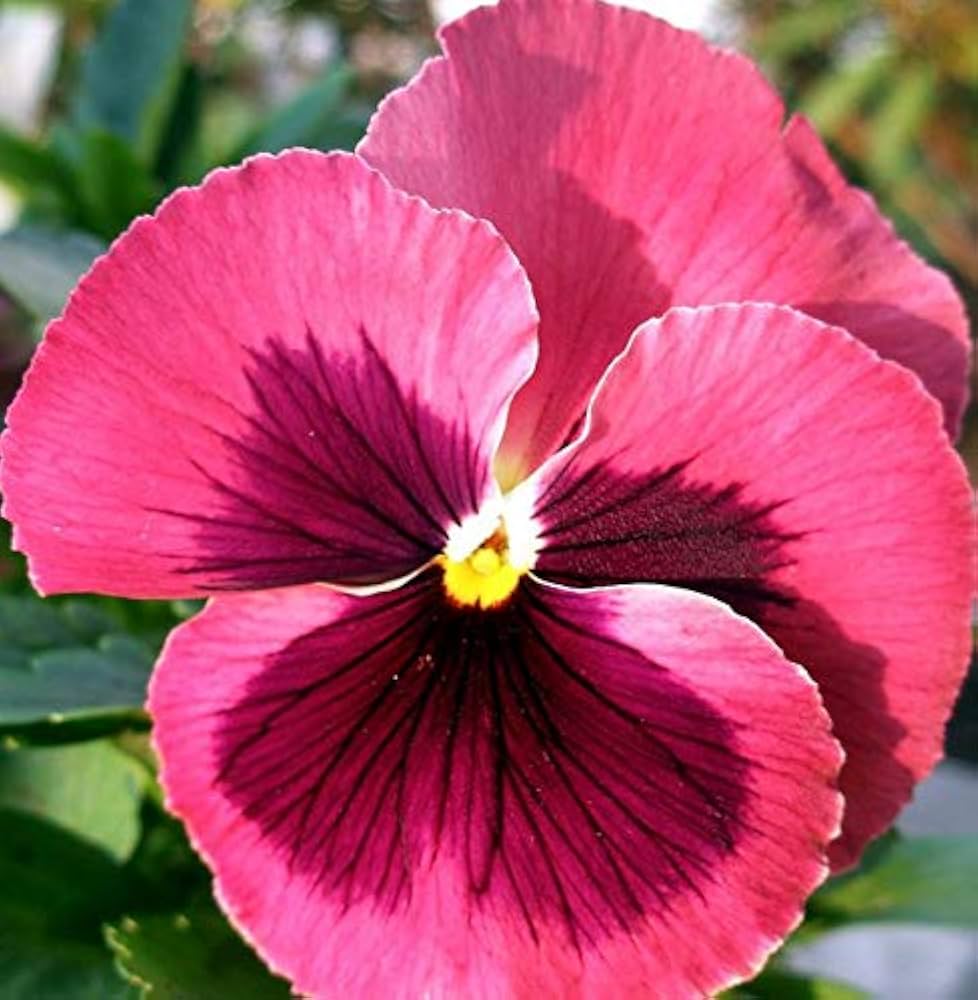 Pansy Swiss Flower seeds for Planting Hardy Variety Heirloom & GMO Free Seeds for Home Garden
