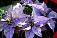 Violet Poinsettia Flower Seeds for Planting Vibrant Colors Heirloom & GMO Free Seeds for Home Garden
 
 Sale