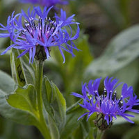 Blue Centaurea Montana Flower seeds for Planting - Fragrant Blossoms, Heirloom & GMO Free Seeds for Home Garden
