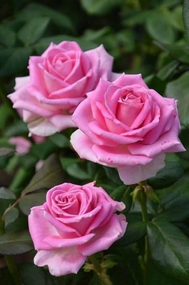 Light Pink Double Petal English Rose Seeds for Planting Easy to Grow Heirloom & GMO Free Seeds for Home Garden
 
 Sale