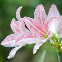 Amaryllis Barbados Flower seeds for Planting - Bright Blooms, Heirloom & GMO Free Seeds for Home Garden