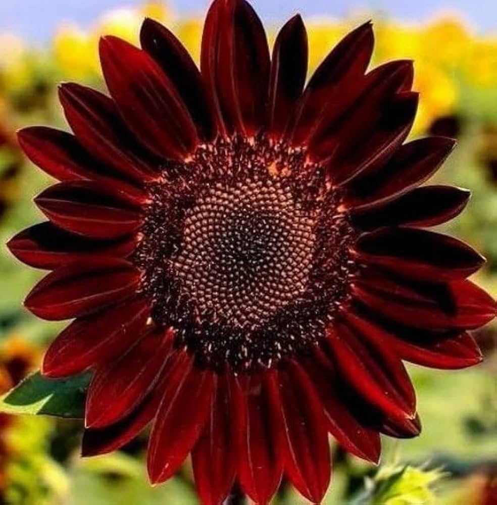 Roter Sonnenhut American Heirloom Wildflower Seeds