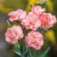 Baby Pink Carnation Flower seeds for Planting - Premium Quality, Heirloom & GMO Free Seeds for Home Garden