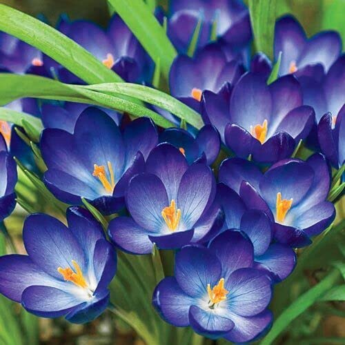 Blue Crocus Flower Seeds – Pollinator Friendly Heirloom & NonGMO Seeds for Home Garden
 
 Sale