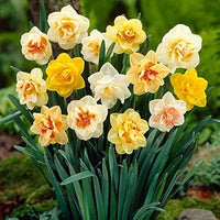 Mixed Double Petals Narcissus Daffodil Flower Seeds for Planting Easy to Grow Heirloom & GMO Free Seeds for Home Garden
 
 Sale