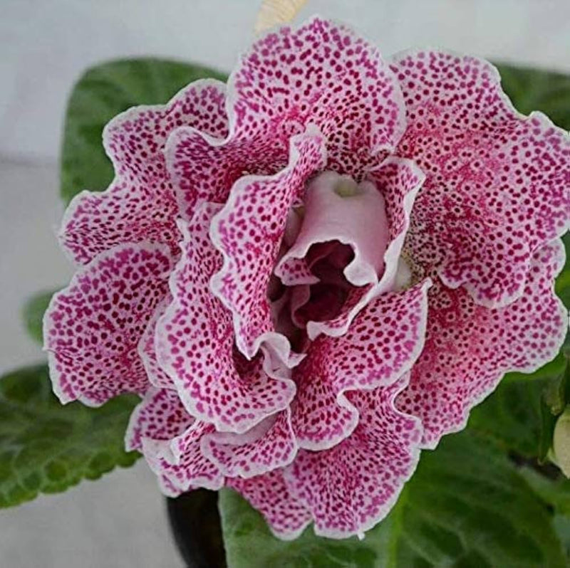 Gloxinia Sinningia Speciosa Flower Seeds