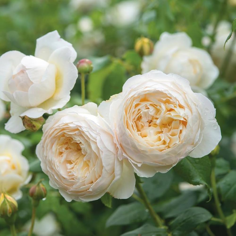 Cream Rose Flower seeds for Planting Garden Favorite Heirloom & GMO Free Seeds for Home Garden