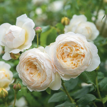 Cream Rose Flower seeds for Planting Garden Favorite Heirloom & GMO Free Seeds for Home Garden