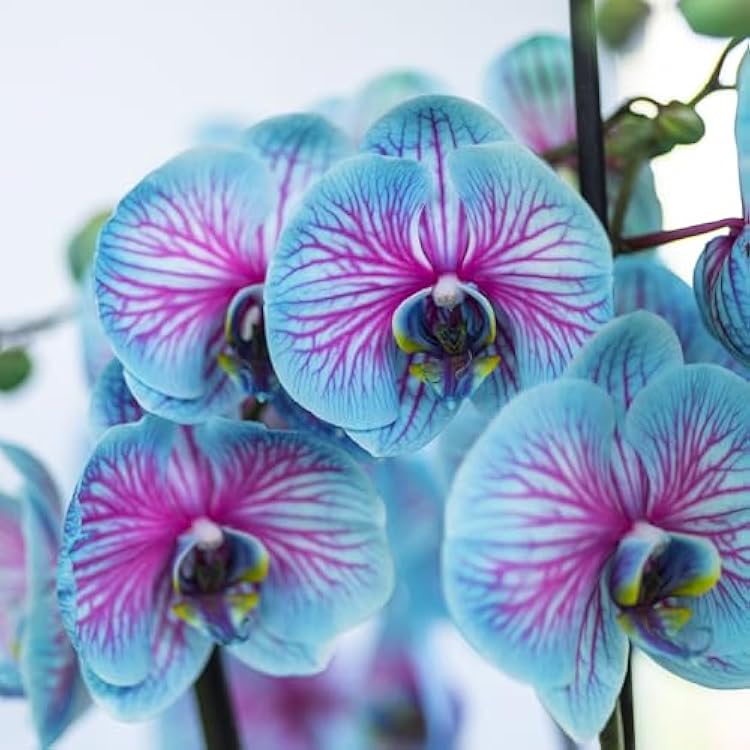 Phalaenopsis Bonsai Orchid Flower Seeds