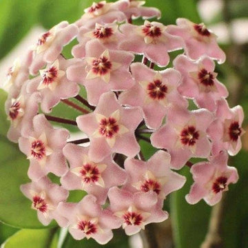 White Light Pink Hoya Flower Seeds for Planting Premium Quality Heirloom & GMO Free Seeds for Home Garden
 
 Sale