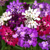 Fairyland Candytuft Iberis umbellata Flower Seeds for Planting in Flower Bed