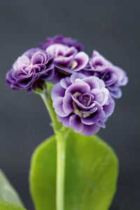 Violet Primrose Flower seeds for Planting - Garden Favorite, Heirloom & GMO Free Seeds for Home Garden