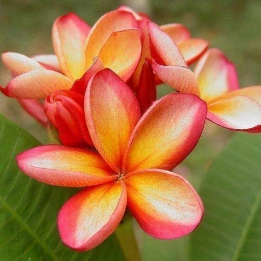 Orange Yellow Plumeria Flower Seeds – Fragrant, Vibrant Blooms for Tropical Gardens