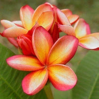 Orange Yellow Plumeria Flower Seeds – Fragrant, Vibrant Blooms for Tropical Gardens