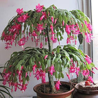 White Pink Zygocactus Truncatus Flower seeds for Planting - Long Bloom Season, Heirloom & GMO Free Seeds for Home Garden