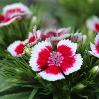 Pieces 16 Colors Available Carnation of Perennial Flowers