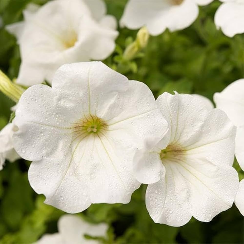 Petunia Seeds for Full Sun Planting