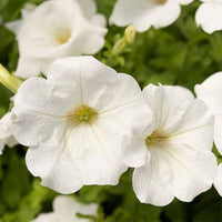 Petunia Seeds for Full Sun Planting