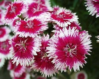 Mixed Color Sweet Scabious Flower Seeds
