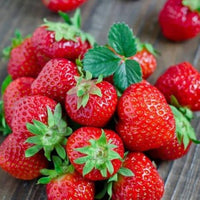 Fresca Giant Everbearing Strawberry Seeds | Heirloom Fruit for Planting