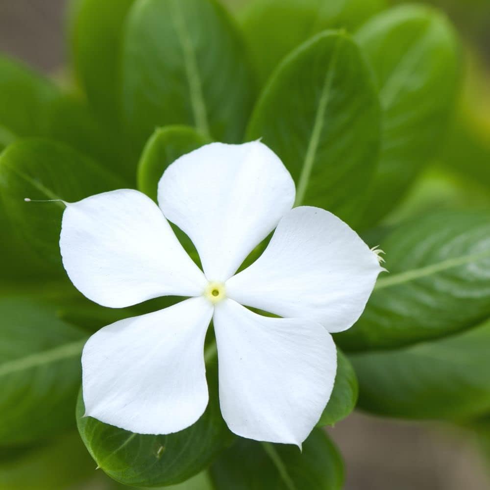 Periwinkle Flower seeds for Planting - Hardy Variety, Heirloom & GMO Free Seeds for Home Garden
 
 Sale for planting in home garden