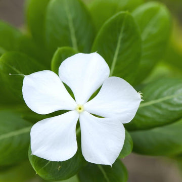 Periwinkle Flower seeds for Planting - Hardy Variety, Heirloom & GMO Free Seeds for Home Garden
 
 Sale for planting in home garden
