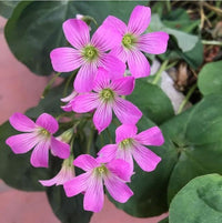 Green Purple Four Leaf Clover for Planting Cut Flower Favorite Heirloom & GMO Free Seeds for Home Garden
 
 Sale