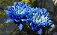 Light Blue Chrysanthemum Flower seeds for Planting - Easy to Grow, Heirloom & GMO Free Seeds for Home Garden