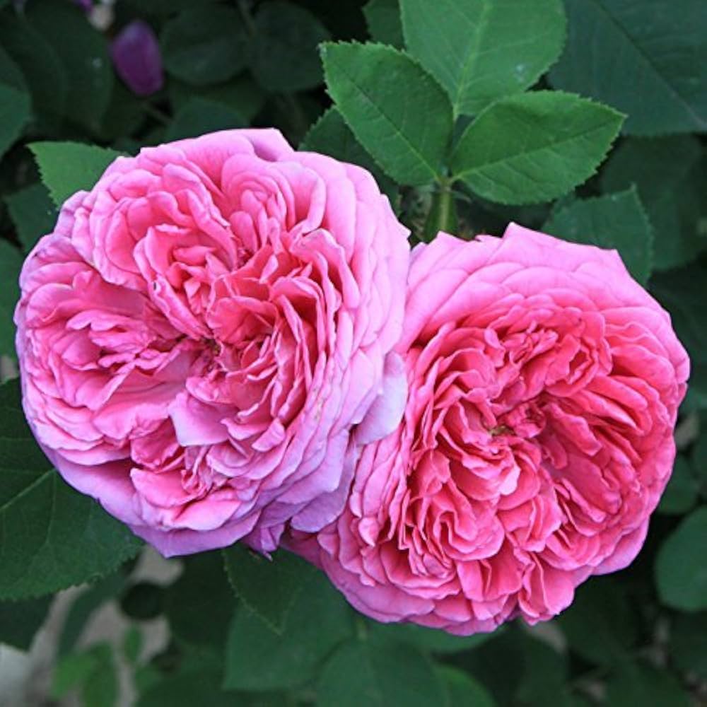 Pink Damask Flower seeds for Planting - Pollinator Friendly, Heirloom & GMO Free Seeds for Home Garden