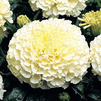 Compact Dwarf Snowstorm Marigold plants with bright white double blooms.
