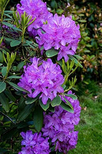 Purple Rhododendron Flower seeds for Planting - Pollinator Friendly, Heirloom & GMO Free Seeds for Home Garden