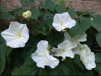 Moonflower Ipomoea alba Seeds for Planting in Night Gardens