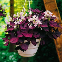 Oxalis plants growing in an outdoor garden
