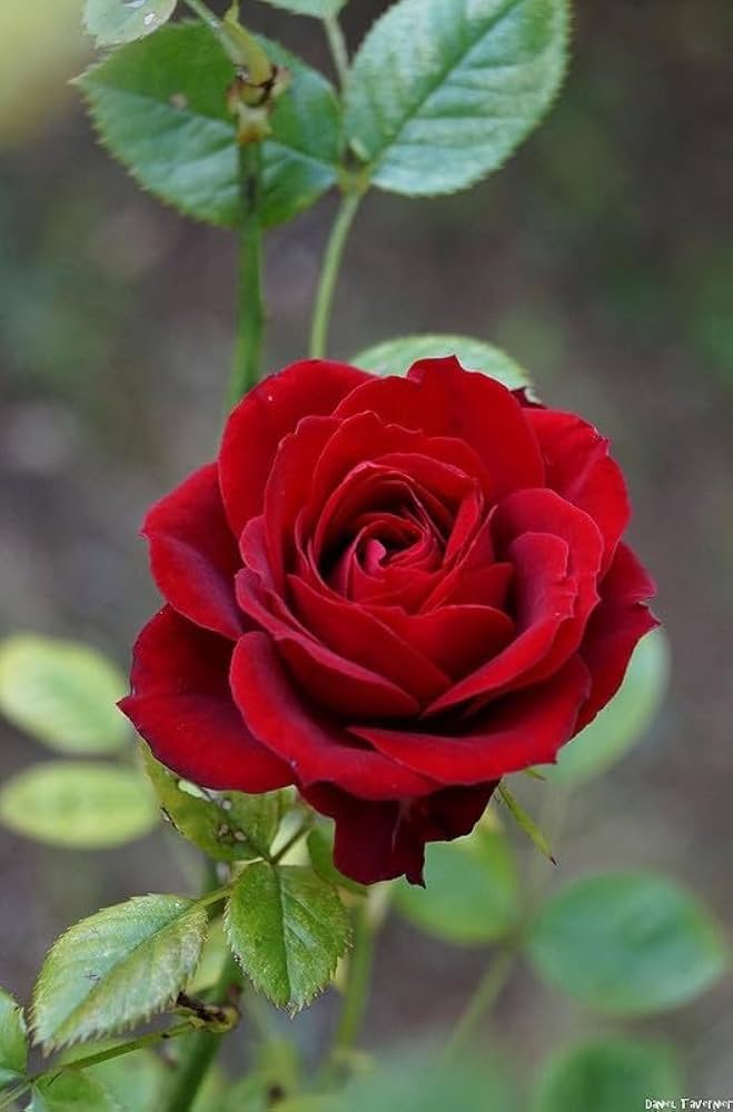 Dark Red Rare Rose Flower Seeds for Planting – Premium NONGMO Heirloom Seeds for Garden   Sale
