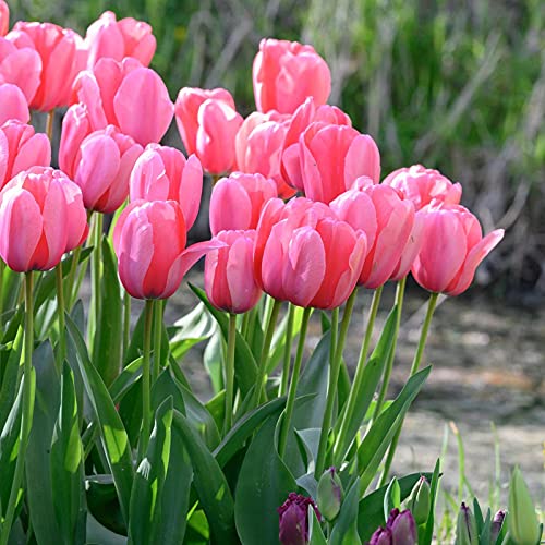 Tulip Pink Flower seeds for Planting - Hardy Variety, Heirloom & GMO Free Seeds for Home Garden