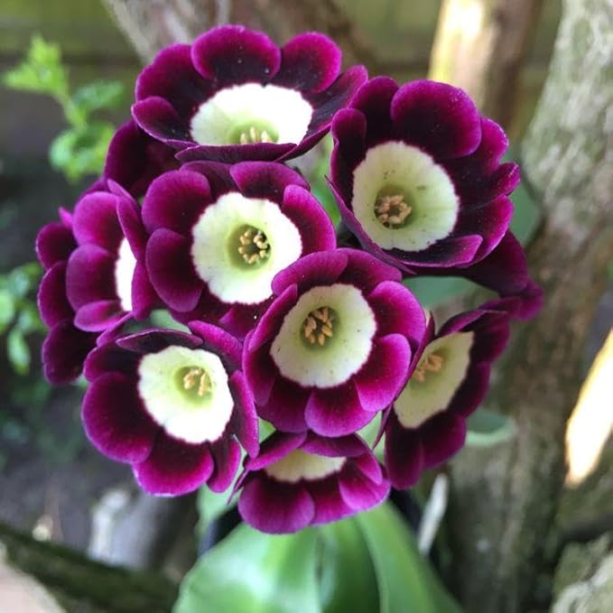 Lavender Primula Flower seeds for Planting - Perfect for Borders, Heirloom & GMO Free Seeds for Home Garden
 
 Sale for planting in home garden