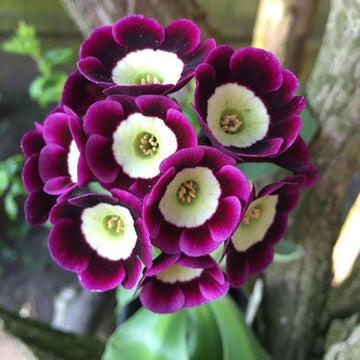 Lavender Primula Flower seeds for Planting - Perfect for Borders, Heirloom & GMO Free Seeds for Home Garden
 
 Sale for planting in home garden